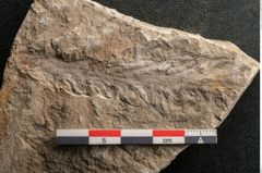 Foto (Detailansicht) von Voltzia heterophylla Brongniart (NHMW-GEO-2024-0188-11130)